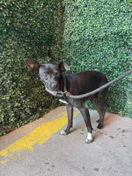 Flaco -  Chihuahua and Mixed Breed Dog for Adoption in El Paso, Texas - Flaco | PetCurious
