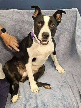 TINDLE -  Labrador Retriever and Mixed Breed Dog for Adoption in Brunswick, Georgia - TINDLE | PetCurious