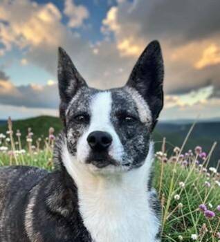 Australian Cattle Dog Blue Heeler and Greyhound Dogs Available for Adoption in Ventura, California - Sparta | PetCurious
