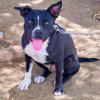 Gordita -  Pit Bull Terrier Dog for Adoption in Northbrook, Illinois - Gordita | PetCurious