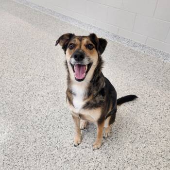 Australian Cattle Dog Blue Heeler Dogs Available for Adoption - Frankie | PetCurious