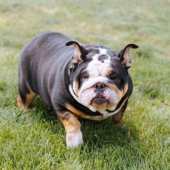 Rescue English Bulldog Dogs for Adoption in Northbrook, Illinois - Lady McMuffin | PetCurious