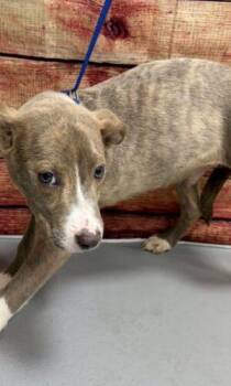 AC-5358 "Mike" -  Pit Bull Terrier Dog for Adoption in Conyers, Georgia - AC-5358 "Mike" | PetCurious