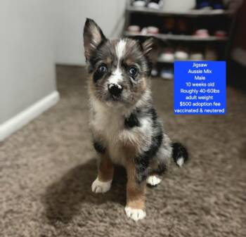 Jigsaw -  Australian Shepherd Dog for Adoption in Oviedo, Florida - Jigsaw | PetCurious