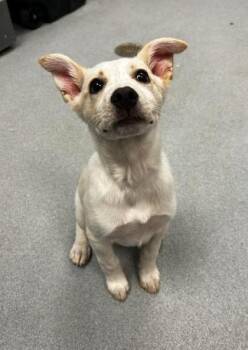 Cattle Dog and Mixed Breed Dogs Available for Adoption - Loca | PetCurious