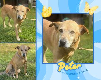 Labrador Retriever and Yellow Labrador Retriever Dogs Available for Adoption in Middletown, Rhode Island - Peter | PetCurious