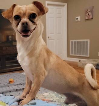 Curly -  Chihuahua Dog for Adoption in Chattanooga, Tennessee - Curly | PetCurious