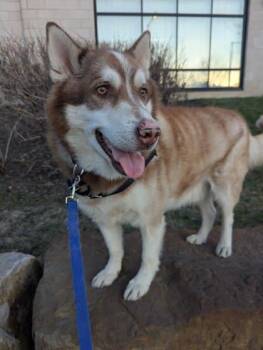 Ashkin (Pumpkin Spice Latte) -  Mixed Breed Dog for Adoption in Montreal, Quebec - Ashkin (Pumpkin Spice Latte) | PetCurious