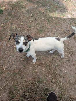 Luigi -  Dachshund and Jack Russell Terrier Dog for Adoption in Estero, Florida - Luigi | PetCurious