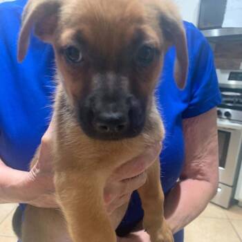 Mercy *Arriving 9/12* D12308 -  Chihuahua Dog for Adoption - Mercy *Arriving 9/12* D12308 | PetCurious