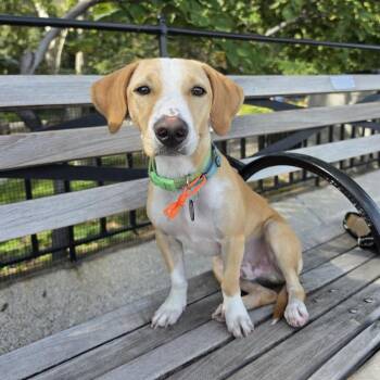 Gustave -  Retriever Dog for Adoption in New York, New York - Gustave | PetCurious