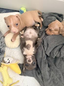 Bowsette - Dreka -  American Bulldog Dog for Adoption in Lakeland, Florida - Bowsette - Dreka | PetCurious