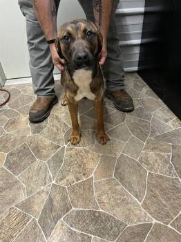 German Shepherd Dog and Labrador Retriever Dogs Available for Adoption - OPHELIA | PetCurious