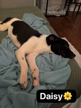 Terrier Dogs Available for Adoption in Mokena, Illinois - Daisy  | PetCurious