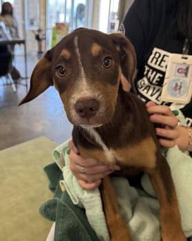 Labrador Retriever Dogs Available for Adoption - Summer | PetCurious