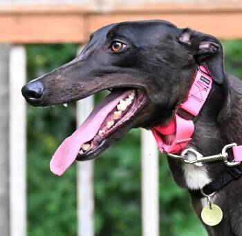Chrome -  Greyhound Dog for Adoption in Minneapolis, Minnesota - Chrome | PetCurious