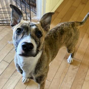 Muggsy -  Mixed Breed Dog for Adoption in Washburn, Missouri - Muggsy | PetCurious