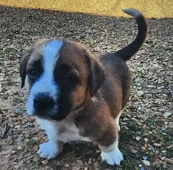 Dachshund and Mixed Breed Dogs Available for Adoption in Biloxi, Mississippi - Samson Star-Dust | PetCurious