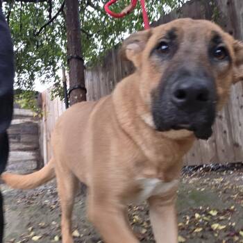 Rescue Bullmastiff and German Shepherd Dog Dogs for Adoption in Santa Clara, California - Axolotl | PetCurious