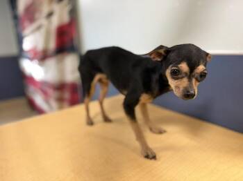 Chihuahua Dogs Available for Adoption in Doral, Florida - CALIX | PetCurious