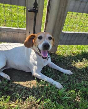 Annie -  Hound Dog for Adoption in Ashville, Ohio - Annie | PetCurious