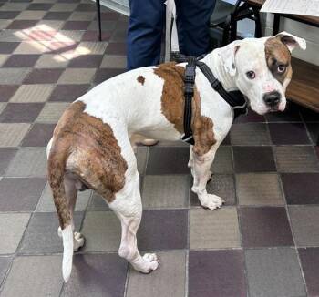 Mellow Boy -  Mixed Breed Dog for Adoption in New York, New York - Mellow Boy | PetCurious