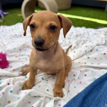 Jellybean - Costa Mesa Location *Available 9/26* -  Terrier and Mixed Breed Dog for Adoption in Chino Hills, California - Jellybean - Costa Mesa Location *Available 9/26* | PetCurious