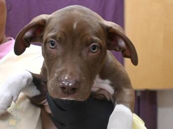 Pit Bull Terrier and Labrador Retriever Dogs Available for Adoption in Portland, Oregon - Frenchie | PetCurious