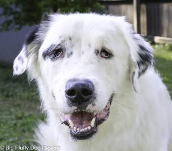 Great Pyrenees and Border Collie Dogs Available for Adoption in Nashville, Tennessee - Oliver | PetCurious