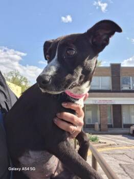 Labrador Retriever Dogs Available for Adoption in Parma, Ohio - Cobra | PetCurious
