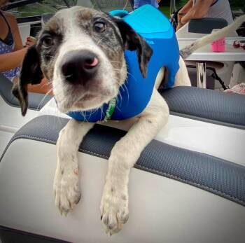 WINNIE (aka WINTER) -  English Springer Spaniel Dog for Adoption in Schnecksville, Pennsylvania - WINNIE (aka WINTER) | PetCurious