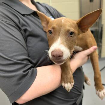 09/14/2026-Stray-RowellStreet-2 -  Mixed Breed Dog for Adoption in Columbus, Georgia - 09/14/2026-Stray-RowellStreet-2 | PetCurious