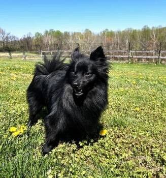 Pomeranian and Spitz Dogs Available for Adoption in Rockville, Maryland - Monkey | PetCurious