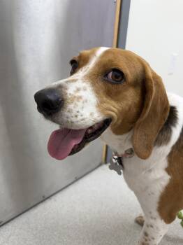 Beagle and Foxhound Dogs Available for Adoption in Holly Springs, North Carolina - Honey Bee | PetCurious