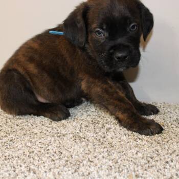 Mastiff Dogs Available for Adoption in Phoenix, Arizona - Squish | PetCurious