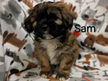 Sam -  Shih Tzu Dog for Adoption in Kingsburg, California - Sam | PetCurious