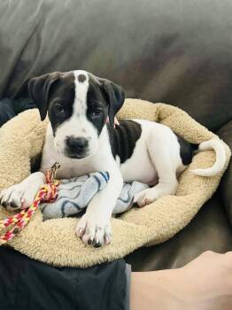 Rescue Mastiff Dogs for Adoption in Edmonton, Alberta - Wilbur | PetCurious