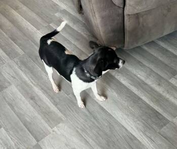 Bramble -  Chihuahua and Dachshund Dog for Adoption in West Peoria, Illinois - Bramble | PetCurious