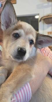 Chubby -  Corgi and Cattle Dog Dog for Adoption in Miami, Oklahoma - Chubby | PetCurious