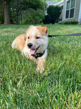 Bear -  Collie and Labrador Retriever Dog for Adoption in Plainfield, Illinois - Bear | PetCurious