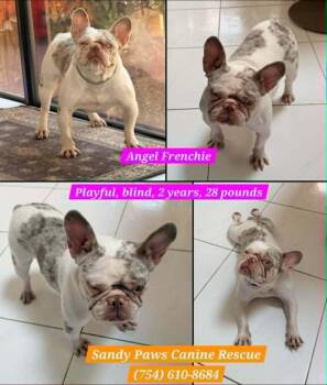 Angel -  French Bulldog Dog Available for Adoption in Plantation, Florida - Angel | PetCurious
