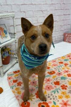 Cattle Dog and Mixed Breed Dogs Available for Adoption in Westland, Michigan - Roly-Poly | PetCurious