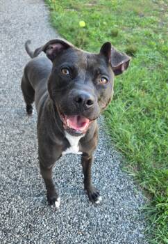 Rescue Pit Bull Terrier Dogs for Adoption in Providence, Rhode Island - Queenie | PetCurious