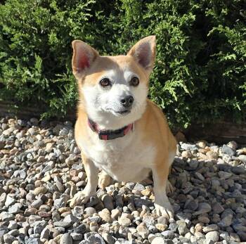 Corgi and Chihuahua Dogs Available for Adoption in North Valley, New Mexico - Fabulous Lil Ms Foxie ~ Chigi | PetCurious
