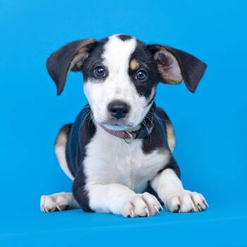 Sausage Biscuit -  Mixed Breed Dog for Adoption in Franklin, Tennessee - Sausage Biscuit | PetCurious