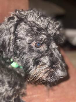 Schnoodle Dogs Available for Adoption - Archie | PetCurious