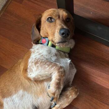 Etta - Costa Mesa Location *Available By Appt* -  Basset Hound and Beagle Dog for Adoption in Chino Hills, California - Etta - Costa Mesa Location *Available By Appt* | PetCurious