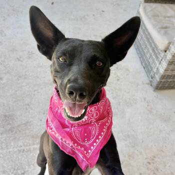 Raven -  Labrador Retriever and Dutch Shepherd Dog for Adoption in Boerne, Texas - Raven | PetCurious