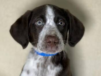 Toast -  Pointer and Siberian Husky Dog for Adoption in Portland, Oregon - Toast | PetCurious