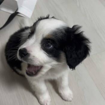 Bernedoodle Dogs Available for Adoption in Springfield, Virginia - **OLLIE | PetCurious